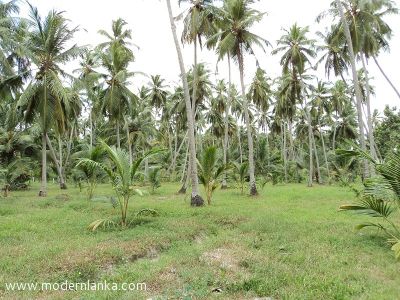 Coconut Land (Estate) for Sale at Nattandiya - Puttalam Sri Lanka