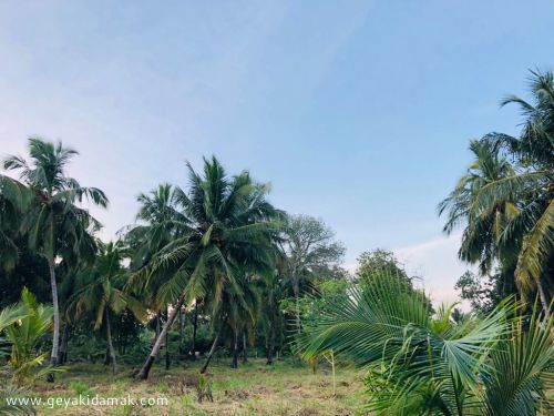 Coconut Land (Estate) for Sale at Galnewa - Anuradhapura