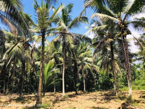 Coconut Land (Estate) for Sale at Hanwella - Colombo
