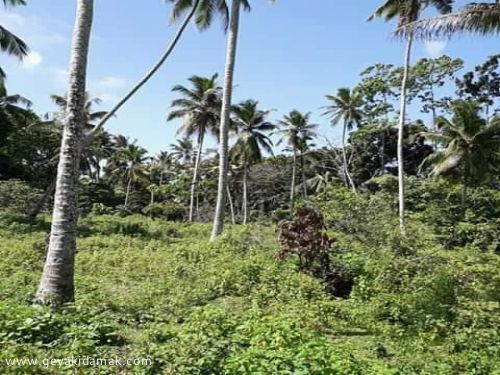 Coconut Land (Estate) for Sale at lmaduwa - Galle