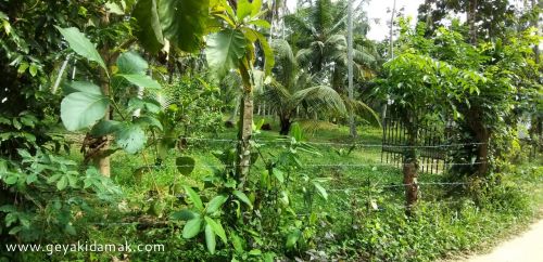 Coconut Land (Estate) for Sale at Andiambalama - Gampaha