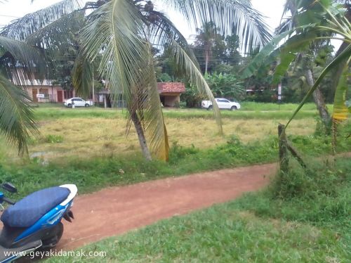 Coconut Land (Estate) for Sale at Divulapitiya - Gampaha