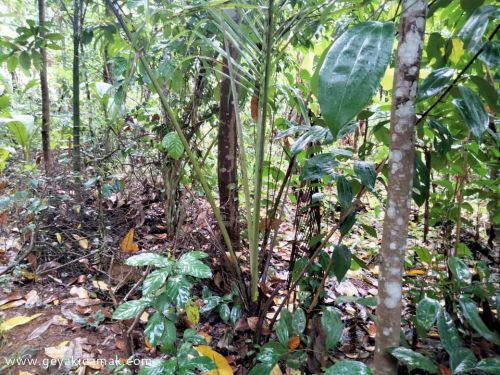 Coconut Land (Estate) for Sale at Mirigama - Gampaha