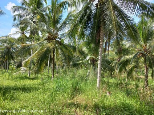 Coconut Land (Estate) for Sale at Mirigama - Gampaha