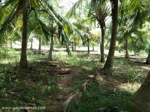 Coconut Land (Estate) for Sale at Ambalantota - Hambantota