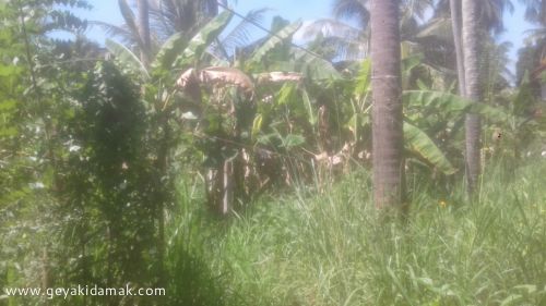 Coconut Land (Estate) for Sale at Nikadalupotha - Kurunegala