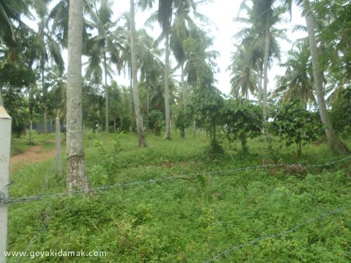Agricultural Land for Sale at Polgahawela - Kurunegala Sri Lanka
